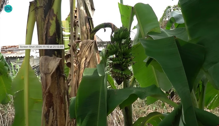 Sau đó, bông hoa chuối có hình bàn tay người đã ra quả, phát triển bình thường.