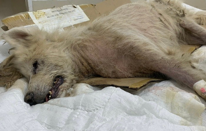 Thời điểm được giải cứu, chú chó đã rất yếu ớt và hiện vẫn đang được điều trị và theo dõi sức khỏe. Ảnh: MXH