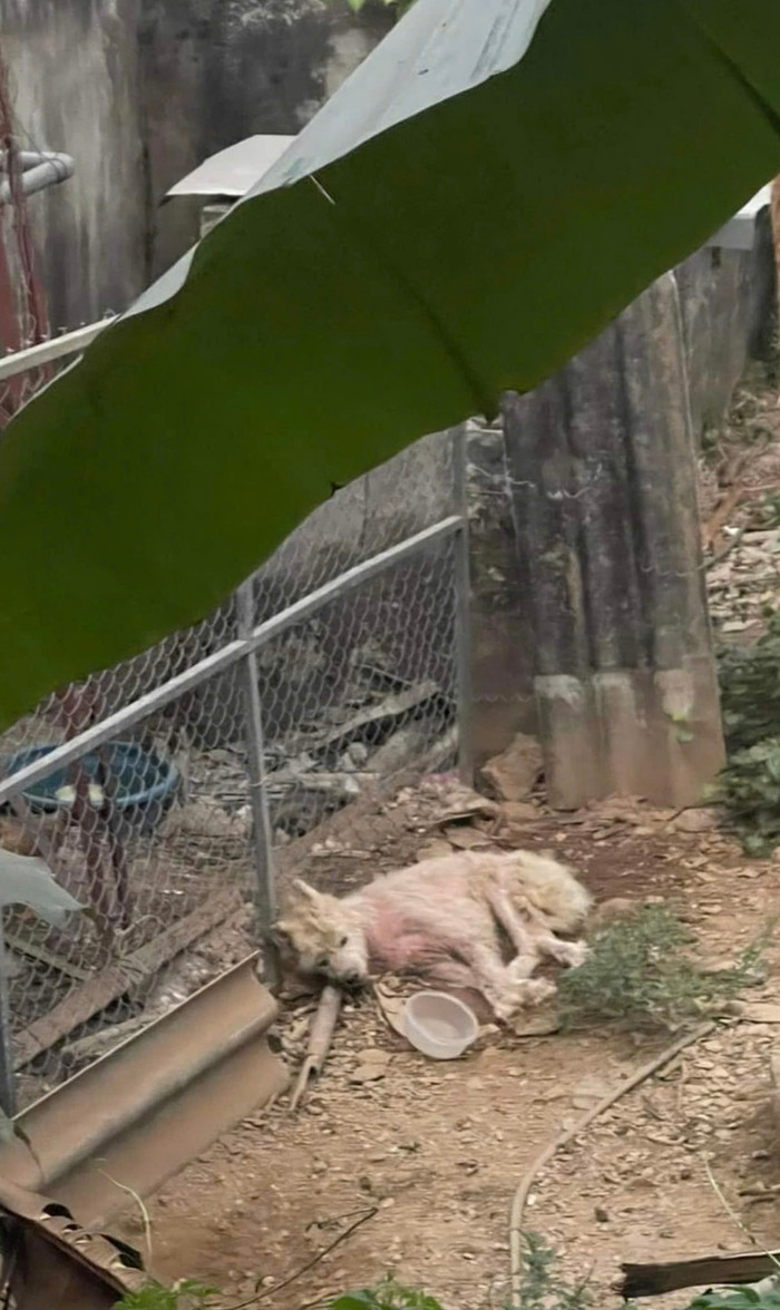 Chú chó tội nghiệp kiệt sức sau 2 tuần bị 'lãng quên,' câu nói của chủ làm dân mạng rớt nước mắt.