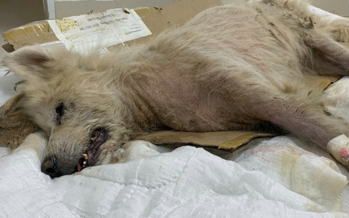 Chú chó nhỏ bị bỏ quên suốt 2 tuần trong đói khát, câu nói của chủ khiến dân tình phẫn nộ Ảnh 2