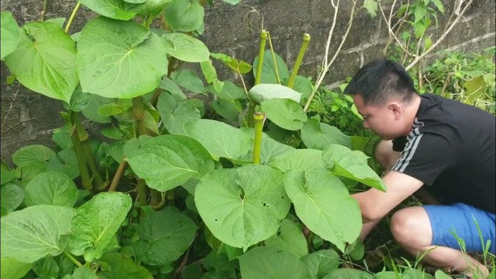 Đặc sản này có nhiều ở vùng núi phía Bắc.