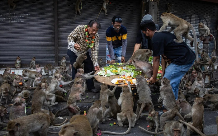 Một thị trấn vây bắt, triệt sản hàng nghìn con khỉ Ảnh 2