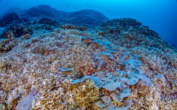 Phát hiện sinh vật mới dưới đại dương, kích thước to bằng hai sân bóng đá Ảnh 2