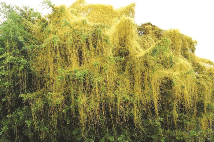 Dây tơ hồng thường sống ký sinh.