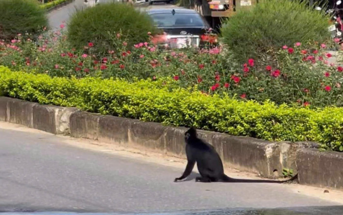 Hoảng hồn, voọc đen từ núi lao xuống tấn công người tại Phong Nha Ảnh 2