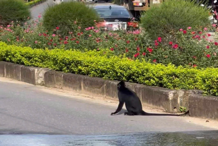 Voọc đen lao từ núi xuống, khiến người dân hoảng loạn.