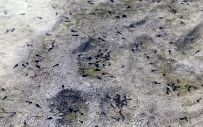 Phát hiện hóa thạch nòng nọc có tuổi thọ 161 triệu năm Ảnh 2