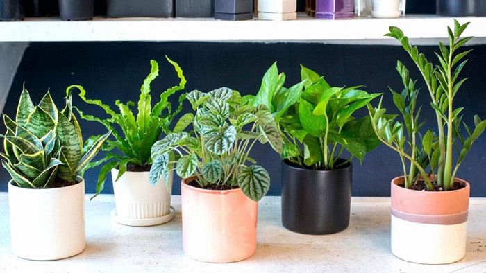 Những chậu cây cảnh mini cũng là món quà ý nghĩa.