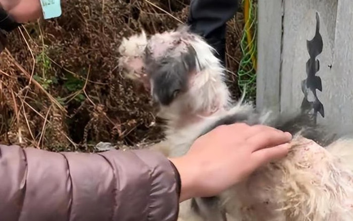 Chú chó túc trực bên mộ của người chủ suốt 2 năm trời, bỏ ăn bỏ uống đến gầy trơ xương Ảnh 2