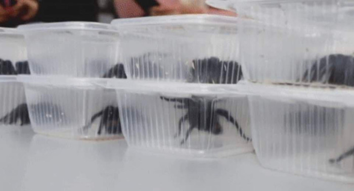 Gã đàn ông giấu 300 nhện độc và 110 rết trong túi, bị bắt tại sân bay Peru Ảnh 2