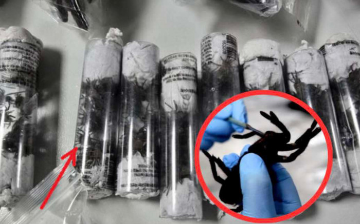 Gã đàn ông giấu 300 nhện độc và 110 rết trong túi, bị bắt tại sân bay Peru Ảnh 2