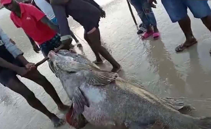 Con cá mú khổng lồ được người dân đánh bắt.