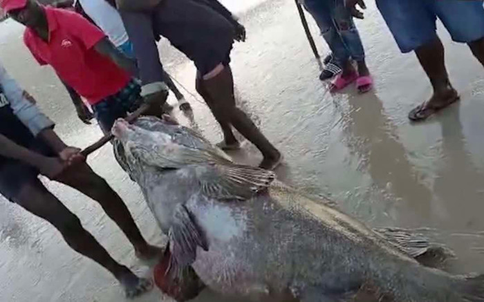 Ngư dân bắt được cá mú khổng lồ kỳ lạ, cả làng đổ xô đến xem Ảnh 2