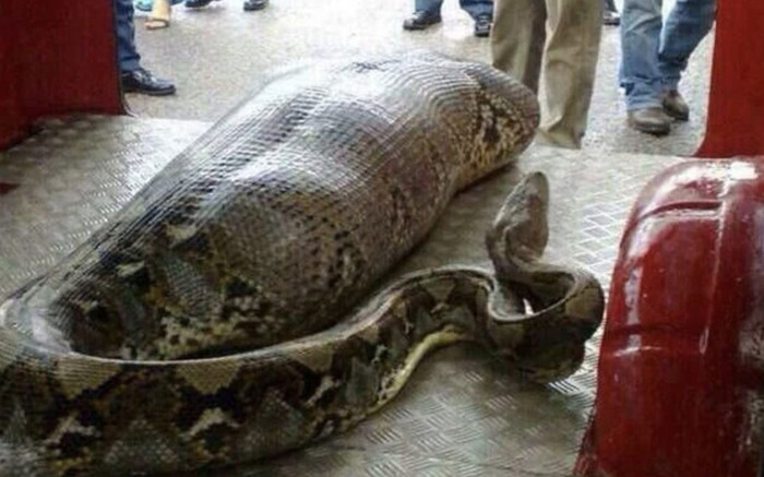 Đụng độ trăn Anaconda khổng lồ, nhiều người kinh sợ khi phát hiện thứ nó đã nuốt Ảnh 2