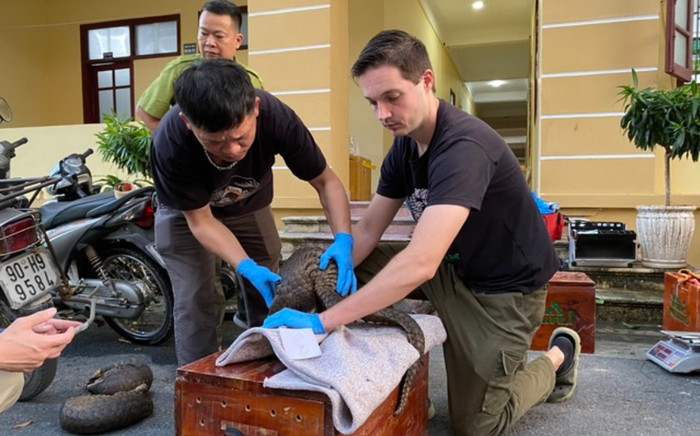 Giải cứu 11 cá thể tê tê quý hiếm, vận chuyển trái phép tại Hà Nam Ảnh 2