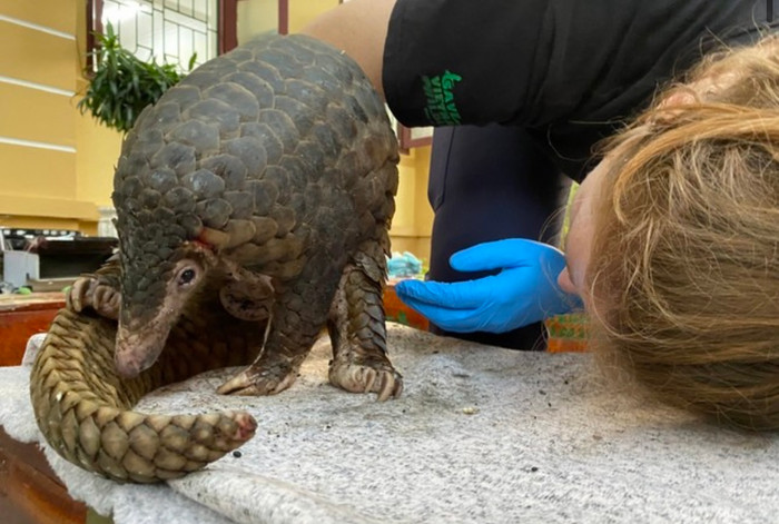 Đội ngũ bác sỹ thú ý kiểm tra sức khoẻ cho các cá thể Tê tê.