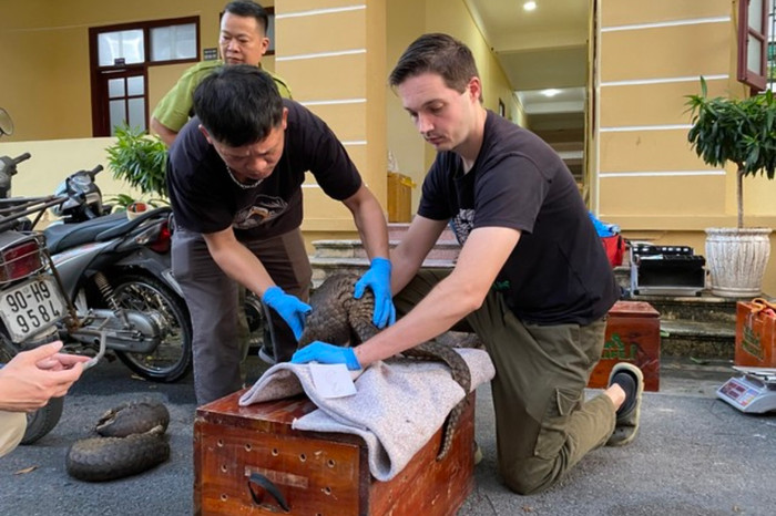 Các chuyên gia kiểm tra sức khoẻ của từng cá thể Tê tê.