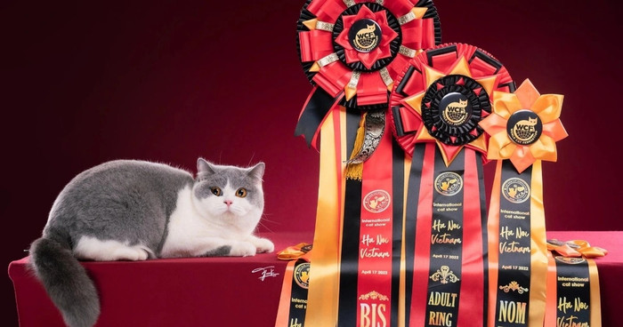 Bé mèo của anh Sơn đạt nhiều giải thưởng lớn về cuộc thi 'hoa hậu mèo'.