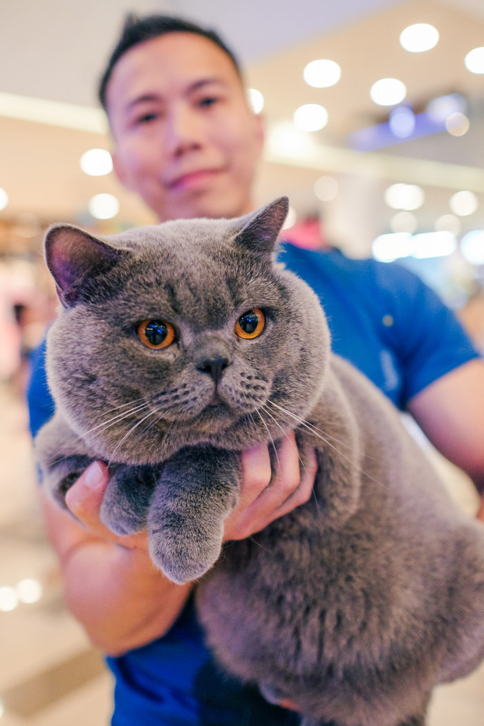 Một bé xám xanh với kích thướt khủng đến từ đại diện Thái Lan.