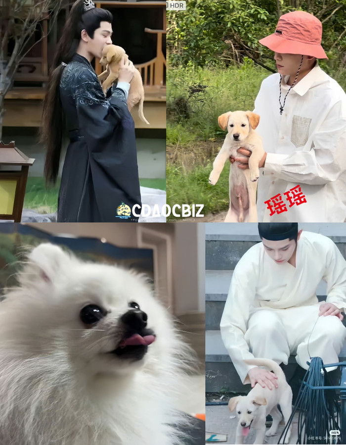 Đinh Vũ Hề thường xuyên cứu trợ động vật. Ảnh: Ốc Đảo Cbiz.