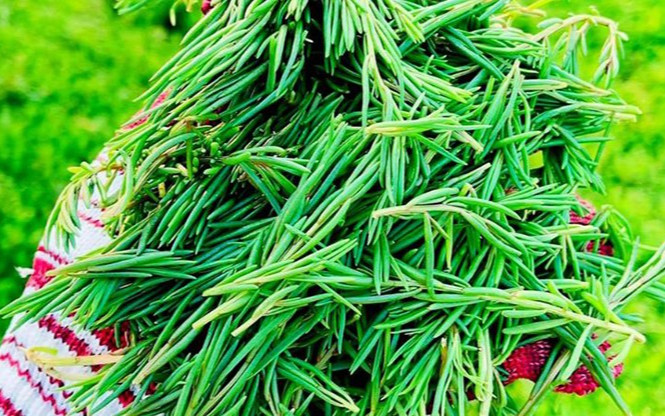 Loại rau dại mọc bờ bụi, nay thành đặc sản được ưa chuộng ráo riết vì hương vị lạ, 100.000 đồng/kg Ảnh 2