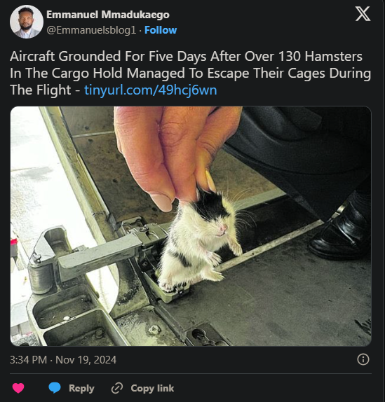 Những con chuột được lôi ra từ các ngóc ngách trên máy bay.