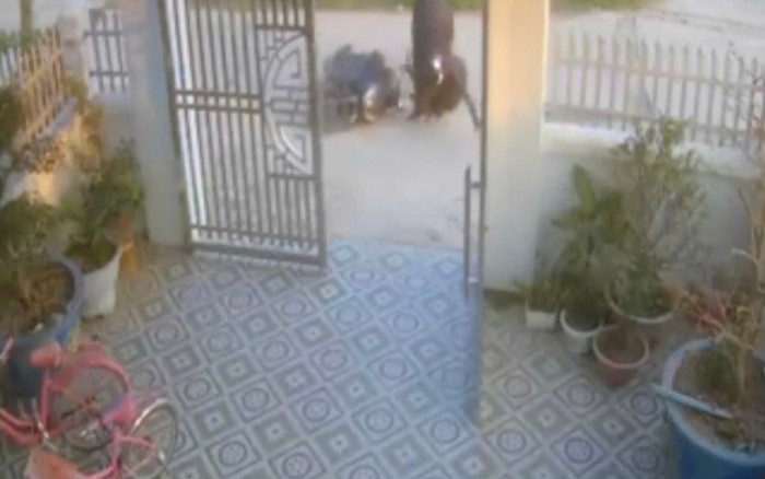 Hãi hùng cảnh trâu hung hãn tấn công người phụ nữ đang chạy xe máy.