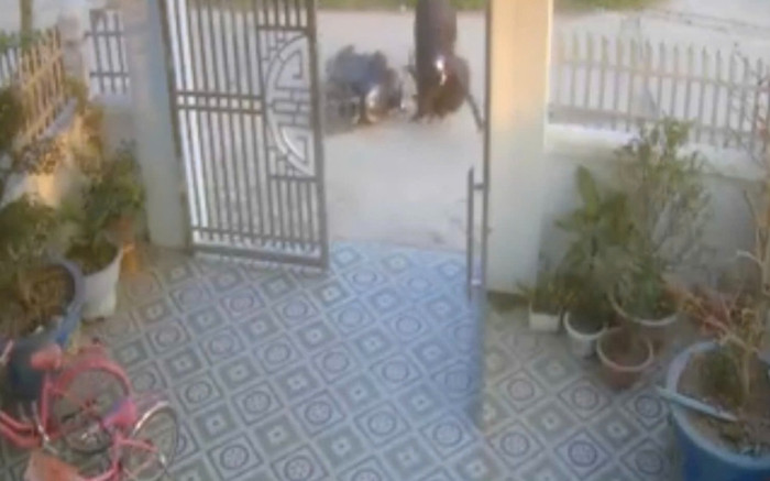 Đang lái xe máy, người phụ nữ bất ngờ bị trâu 'điên' tấn công phải nhập viện Ảnh 2