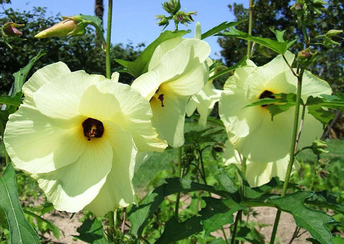 Ít ai ngờ loại cây này lại có thể ăn được, trở thành đặc sản.