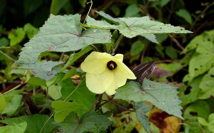 Cây mọc hàng rào tưởng không ăn được, nay thành đặc sản được săn lùng vì lạ, 50.000 đồng/kg Ảnh 2