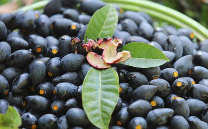 Loại quả quê xưa rụng không ai nhặt, bất ngờ 'lên đời' thành dược liệu quý, giá 200.000 đồng/kg Ảnh 2