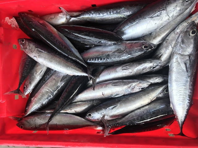 Cá ngừ ồ có nhiều ở vịnh Bắc bộ và dọc các tỉnh Trung Bộ.