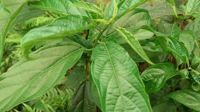 Rau đắng cảy có nhiều ở vùng núi phía Bắc.