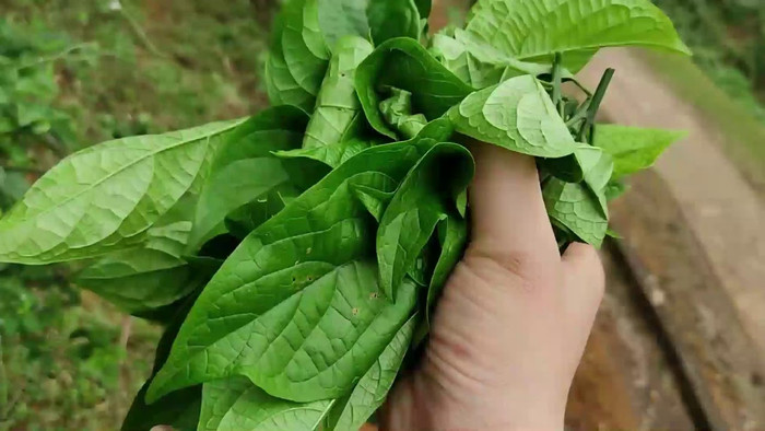 Đặc sản rau đắng cảy có thể chế biến thành món ăn ngon.