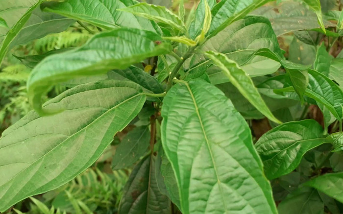 Cây dại mọc bờ bụi, nay thành đặc sản dân thành phố tranh nhau mua, 80.000 đồng/kg Ảnh 2