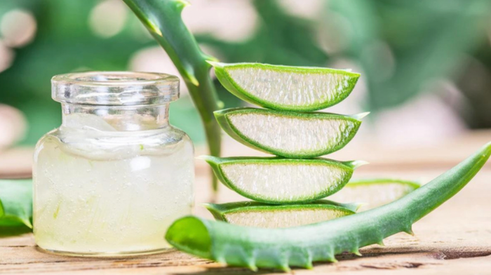 Đắp trực tiếp gel nha đam tươi lên da có thể giúp tăng độ mịn màng, ẩm mượt.