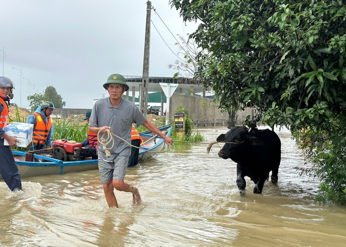 Người dân phải sơ tán trâu bò đến nơi an toàn.