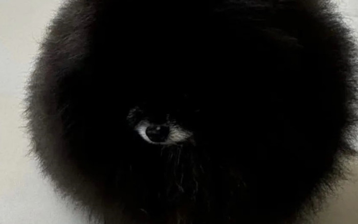 Con vật 'một mắt nhiều lông' nổi tiếng khắp Việt Nam khiến cả thế giới tò mò Ảnh 2