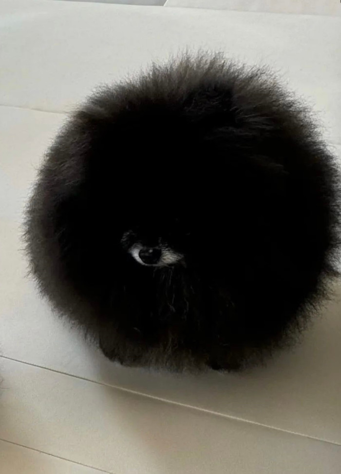 Sinh vật 'một mắt' khiến triệu người nhầm lẫn.