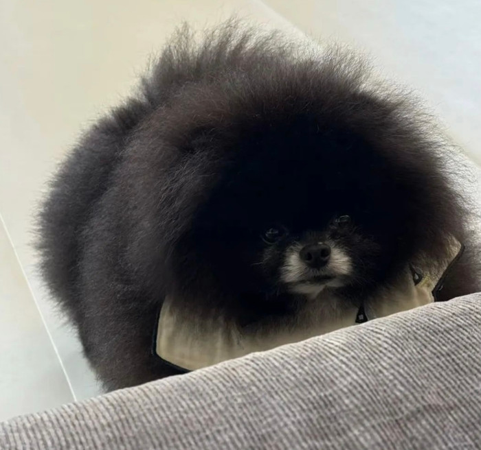 Ở một góc chụp khác, thực chất đây chỉ là một chú chó.