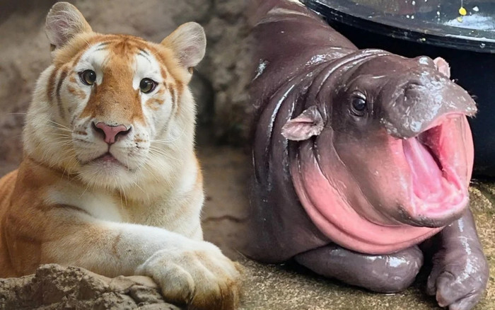 Sau hà mã Moo Deng, chú hổ con tại Thái Lan nổi tiếng trên toàn thế giới Ảnh 2