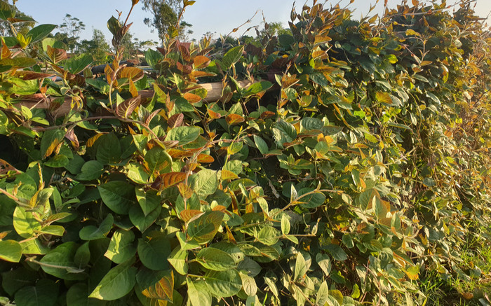Loại lá xưa có đầy ở hàng rào, nay thành đặc sản muốn mua phải đặt trước, 80.000 đồng/kg Ảnh 2