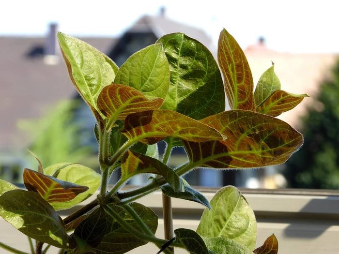 Hiện lá đặc sản này ít được trồng hoặc bán tại các chợ.