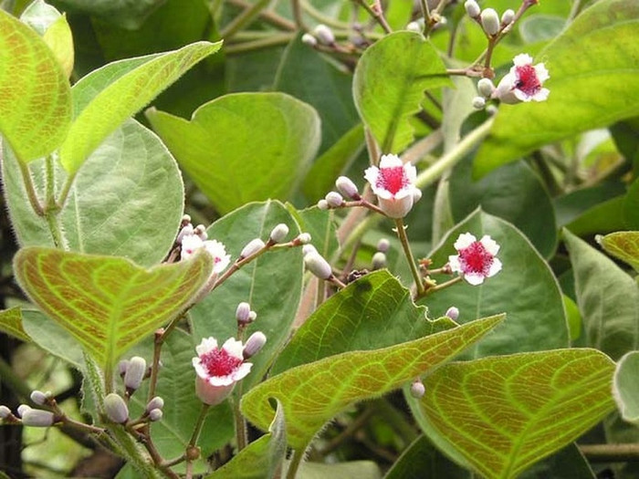 Lá mơ lông xưa leo đầy ở hàng rào.