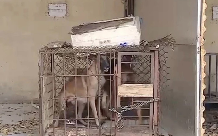 Vụ bé gái bị chó béc giê cắn tử vong: Lời hối hận muộn màng của chủ chó Ảnh 2