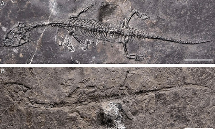 Bộ xương loài quái vật biển mới hiện ra trên đá ở Trung Quốc - Ảnh: Swiss Journal of Palaeontology.