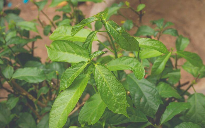 Loại rau xưa làm hàng rào chẳng ai biết, nay thành đặc sản được dân sành ăn ưa chuộng, 110.000 đồng/kg Ảnh 2