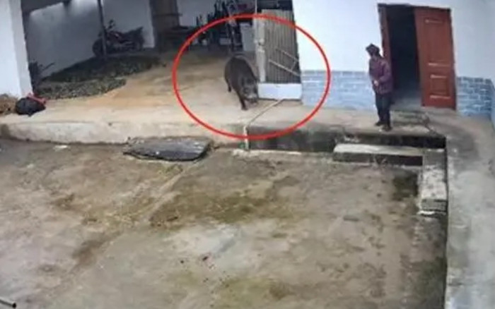 Cụ bà bị lợn rừng tấn công kéo lê vào núi, người thân tìm kiếm phát hiện cảnh tượng đau lòng Ảnh 2