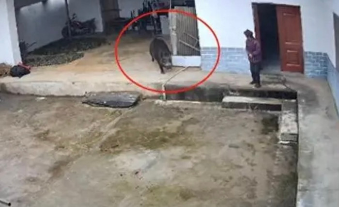 Lợn rừng bất ngờ lao vào nhà, gây ra vụ việc đau lòng tại Thiểm Tây.