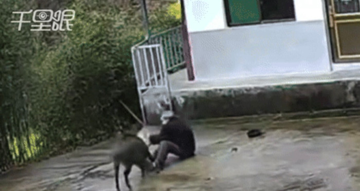 Con lợn rừng quật ngã, tấn công nạn nhân.